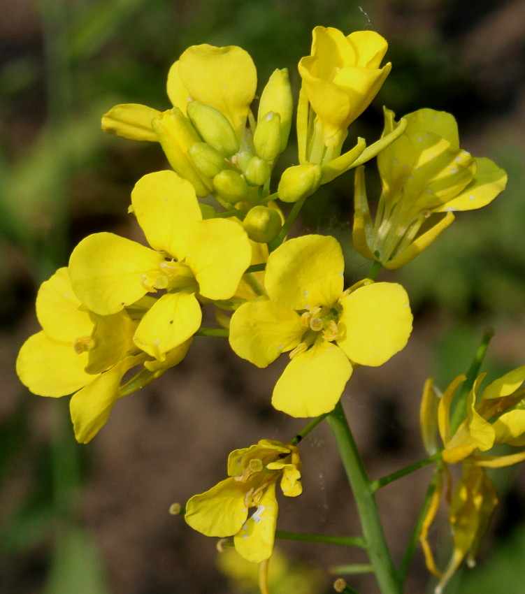 Image of Brassica juncea specimen.