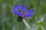 Centaurea montana