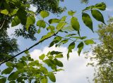 Fraxinus quadrangulata. Ветки. Германия, г. Дюссельдорф, Ботанический сад университета. 02.06.2014.