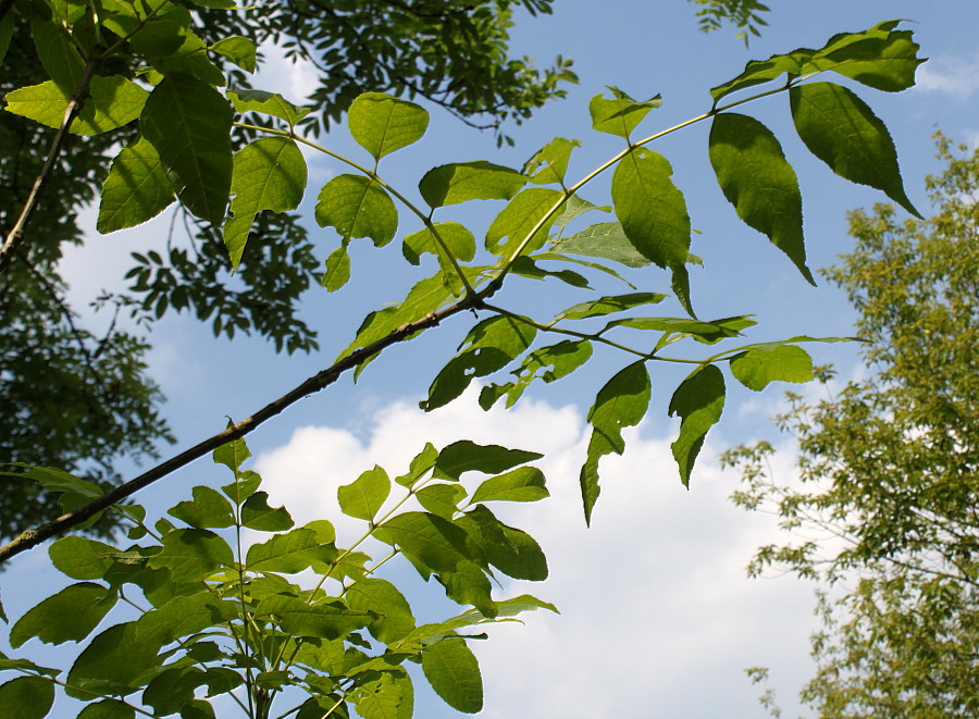 Изображение особи Fraxinus quadrangulata.