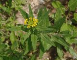 Erysimum cheiranthoides