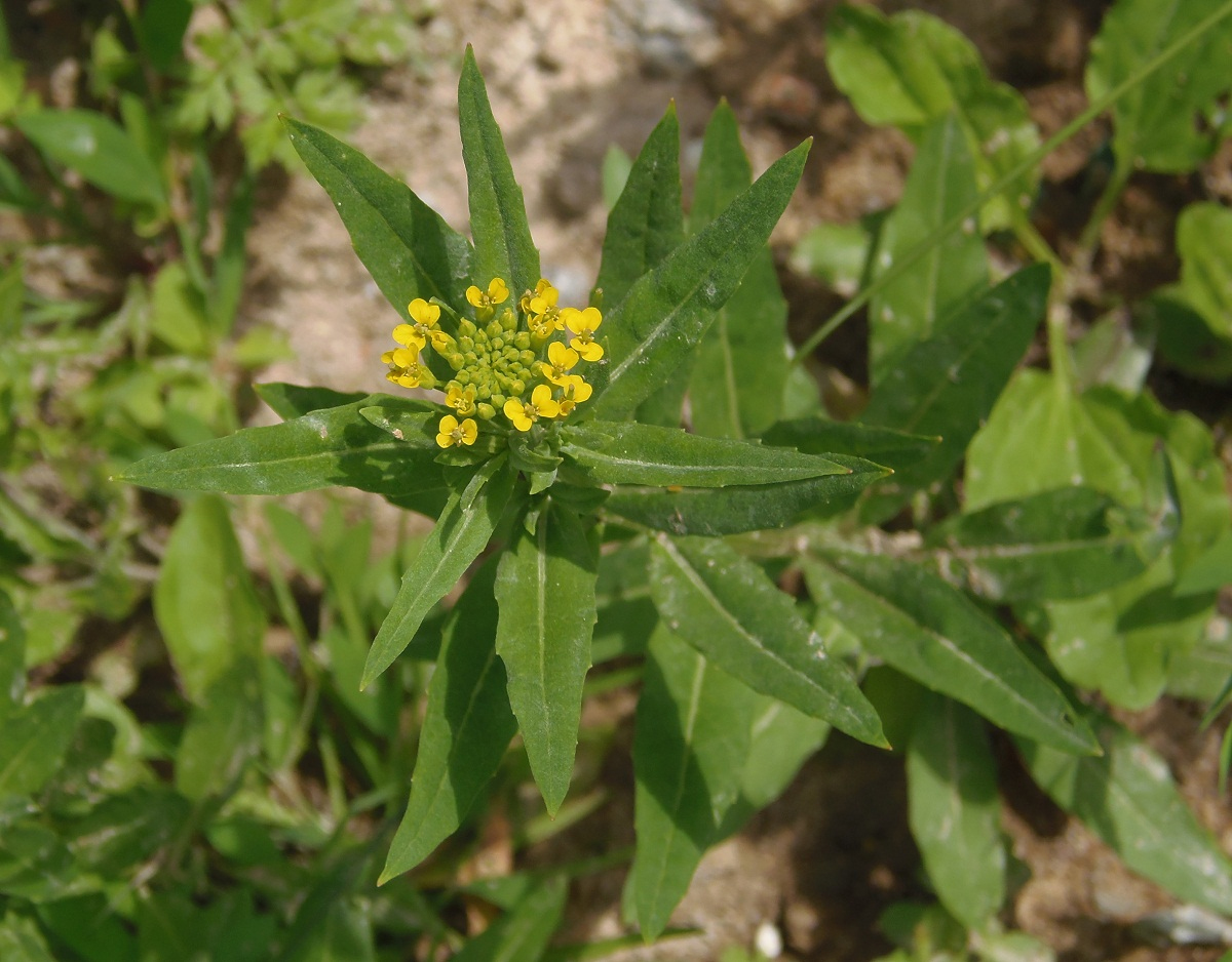 Изображение особи Erysimum cheiranthoides.