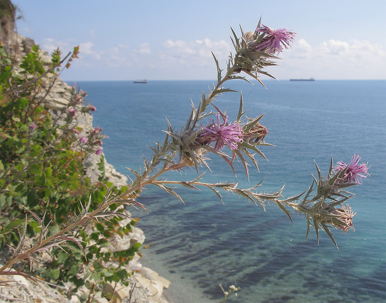 Изображение особи Carthamus glaucus.