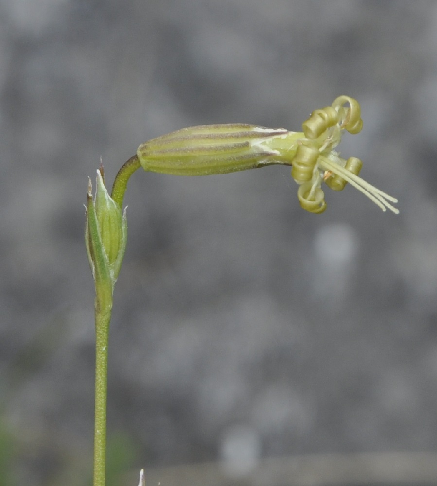 Изображение особи Silene radicosa.