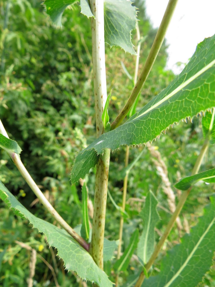 Изображение особи Lactuca serriola.