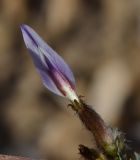 Astragalus amalecitanus