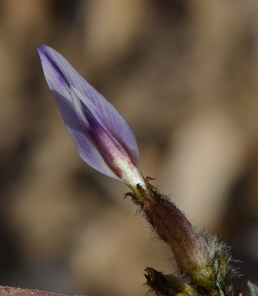 Изображение особи Astragalus amalecitanus.