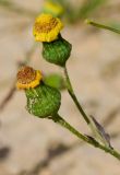 Senecio glaucus подвид coronopifolius. Отцветающие соцветия. Израиль, нагорье Негев, окр. киббуца Сде Бокер, нижня часть русла на склоне северной экспозиции. 19.03.2014.