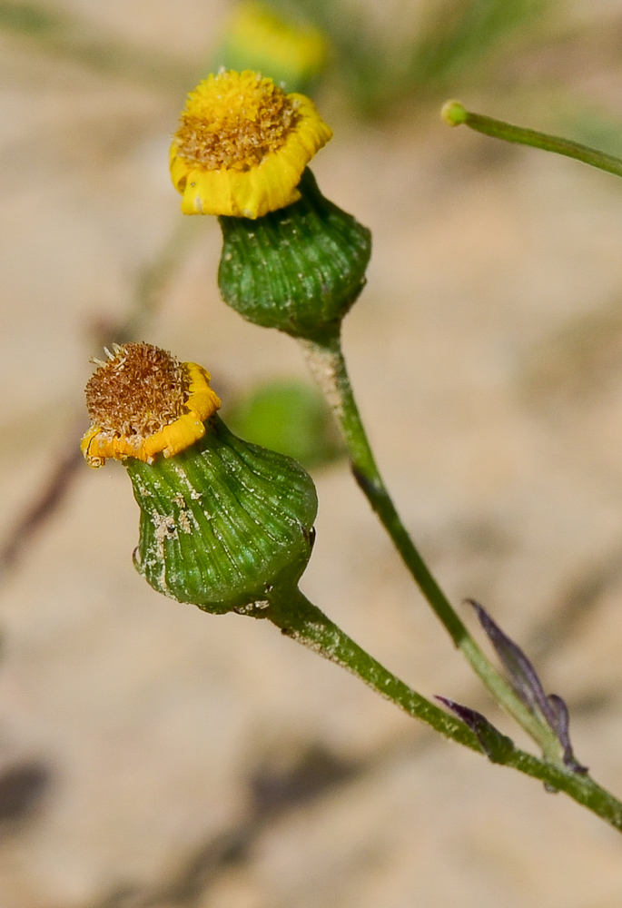 Image of Senecio glaucus ssp. coronopifolius specimen.