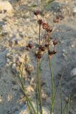 Juncus articulatus