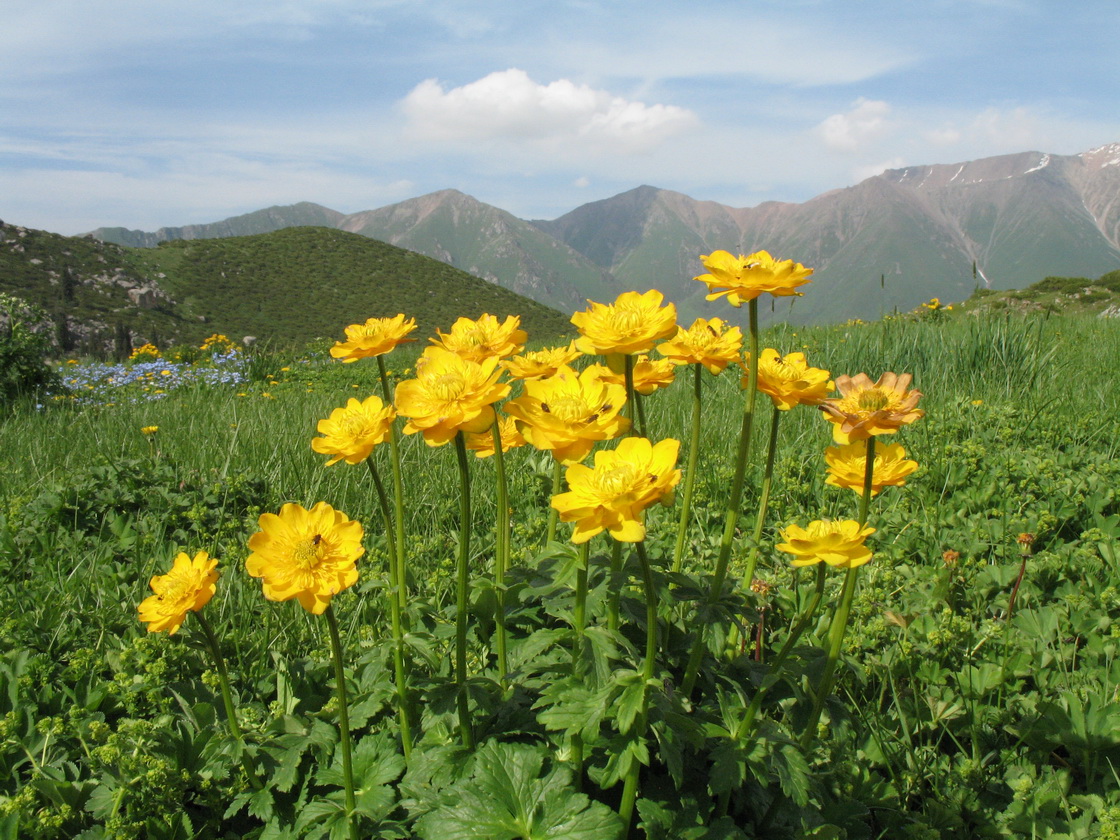 Image of Trollius dschungaricus specimen.