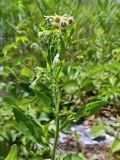 род Erigeron