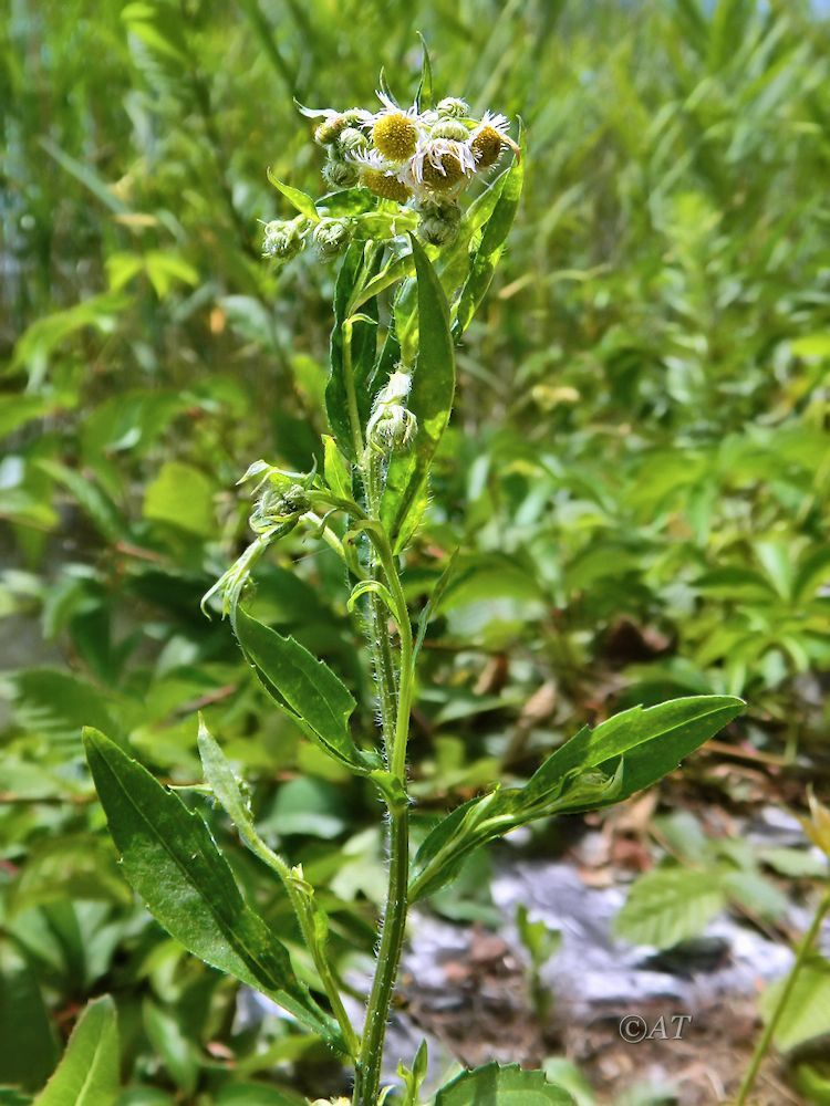 Изображение особи род Erigeron.