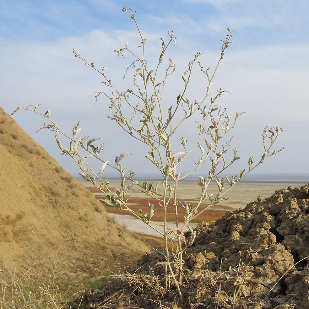 Image of Atriplex aucheri specimen.