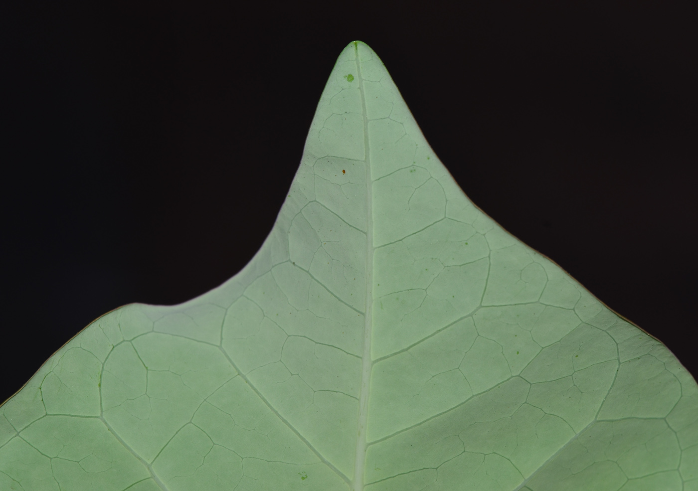 Image of Jatropha podagrica specimen.