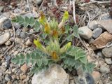 genus Astragalus