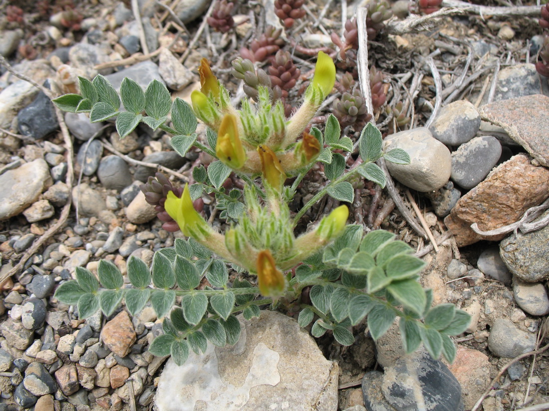 Изображение особи род Astragalus.