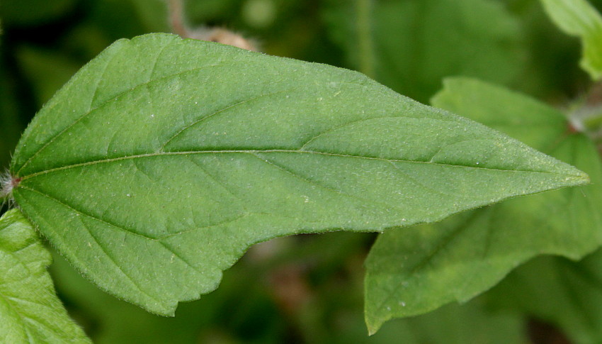 Image of Anoda cristata specimen.