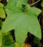 Echinocystis lobata. Лист. Германия, г. Крефельд, Ботанический сад. 06.09.2014.