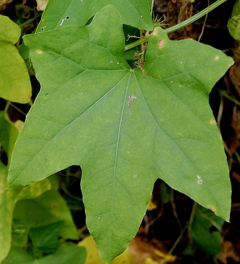 Изображение особи Echinocystis lobata.