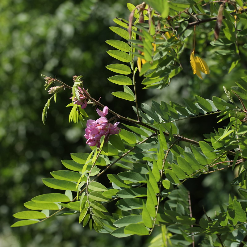 Image of Robinia viscosa specimen.