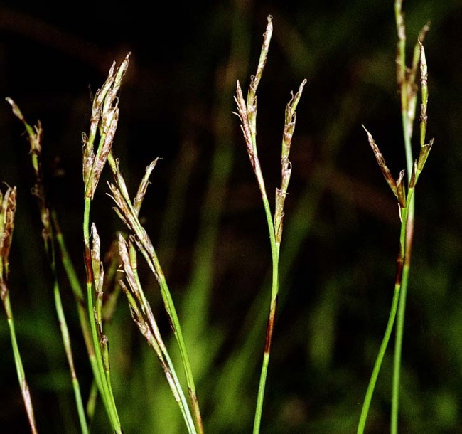 Image of Carex digitata specimen.