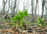 Trillium camschatcense