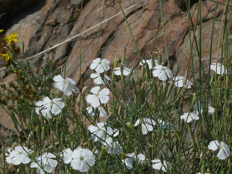 Изображение особи Dianthus ramosissimus.