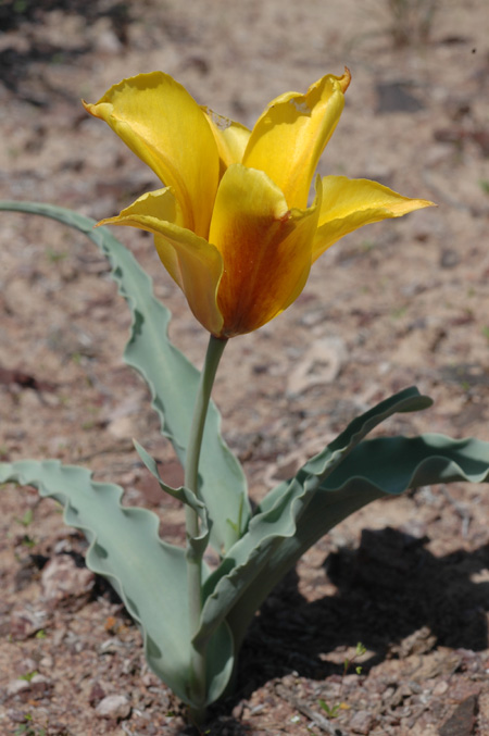 Image of Tulipa behmiana specimen.