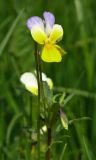 Viola tricolor