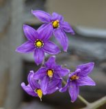 Solanum kitagawae. Соцветие. Юг Красноярского края, окр. г. Минусинск. 16.09.2009.