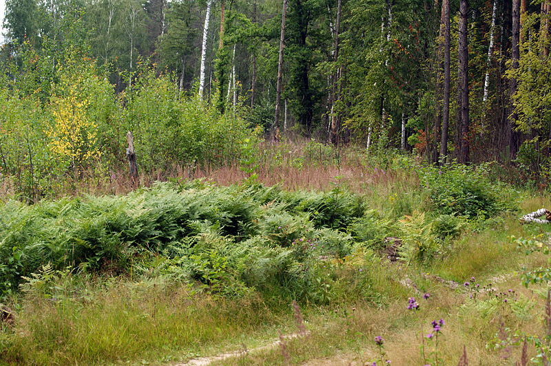 Изображение особи Pteridium pinetorum.