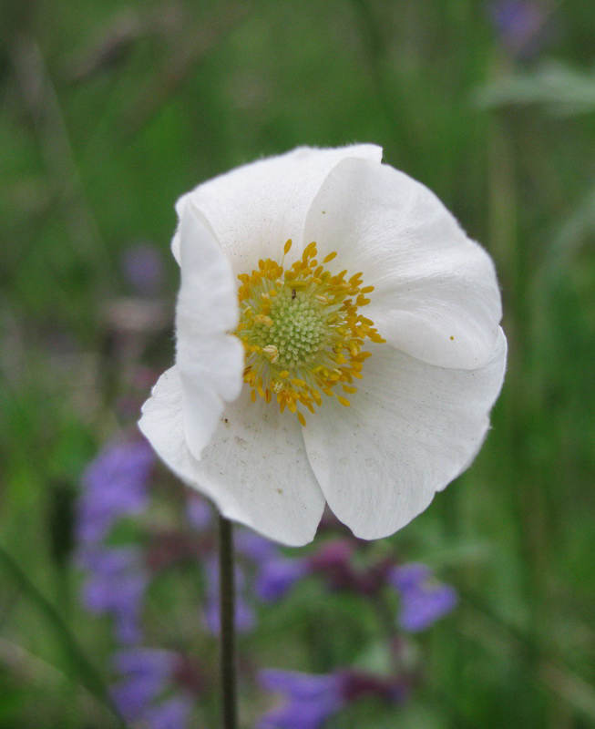 Изображение особи Anemone sylvestris.