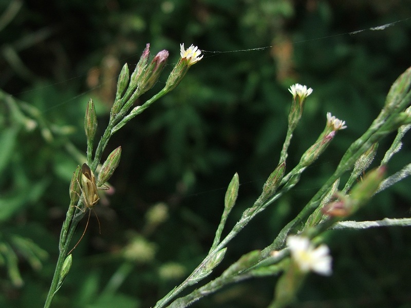 Image of Symphyotrichum subulatum var. squamatum specimen.