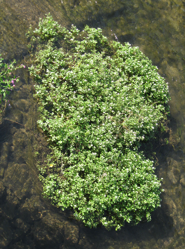 Image of Nasturtium officinale specimen.