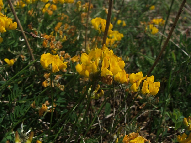 Image of Hippocrepis comosa specimen.