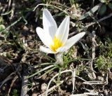 Crocus alatavicus