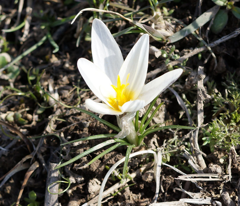 Image of Crocus alatavicus specimen.