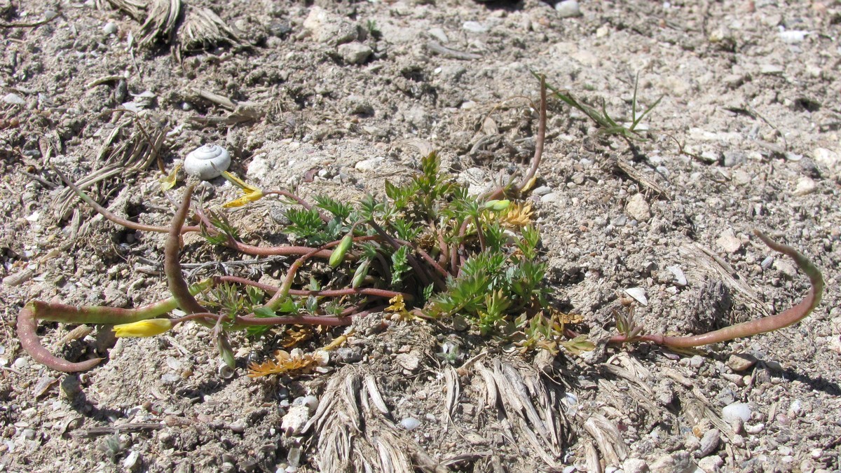 Image of Hypecoum procumbens specimen.