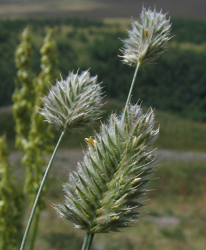 Изображение особи Agropyron kazachstanicum.