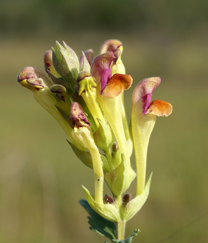 Изображение особи Scutellaria mesostegia.