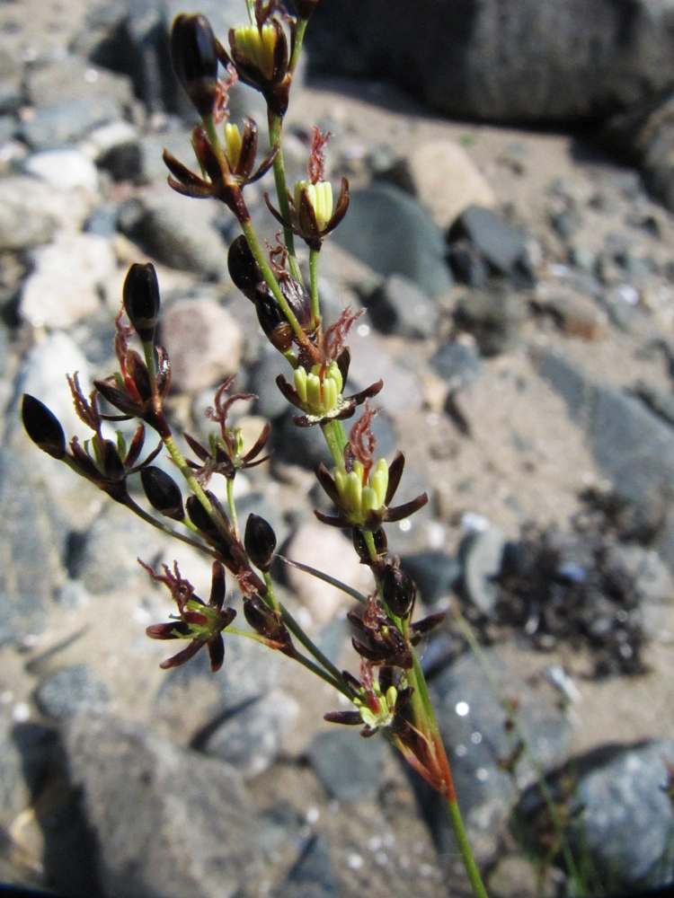 Image of Juncus gerardi specimen.