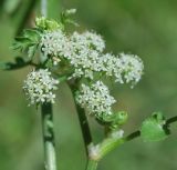 Apium nodiflorum