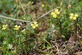 Erysimum repandum