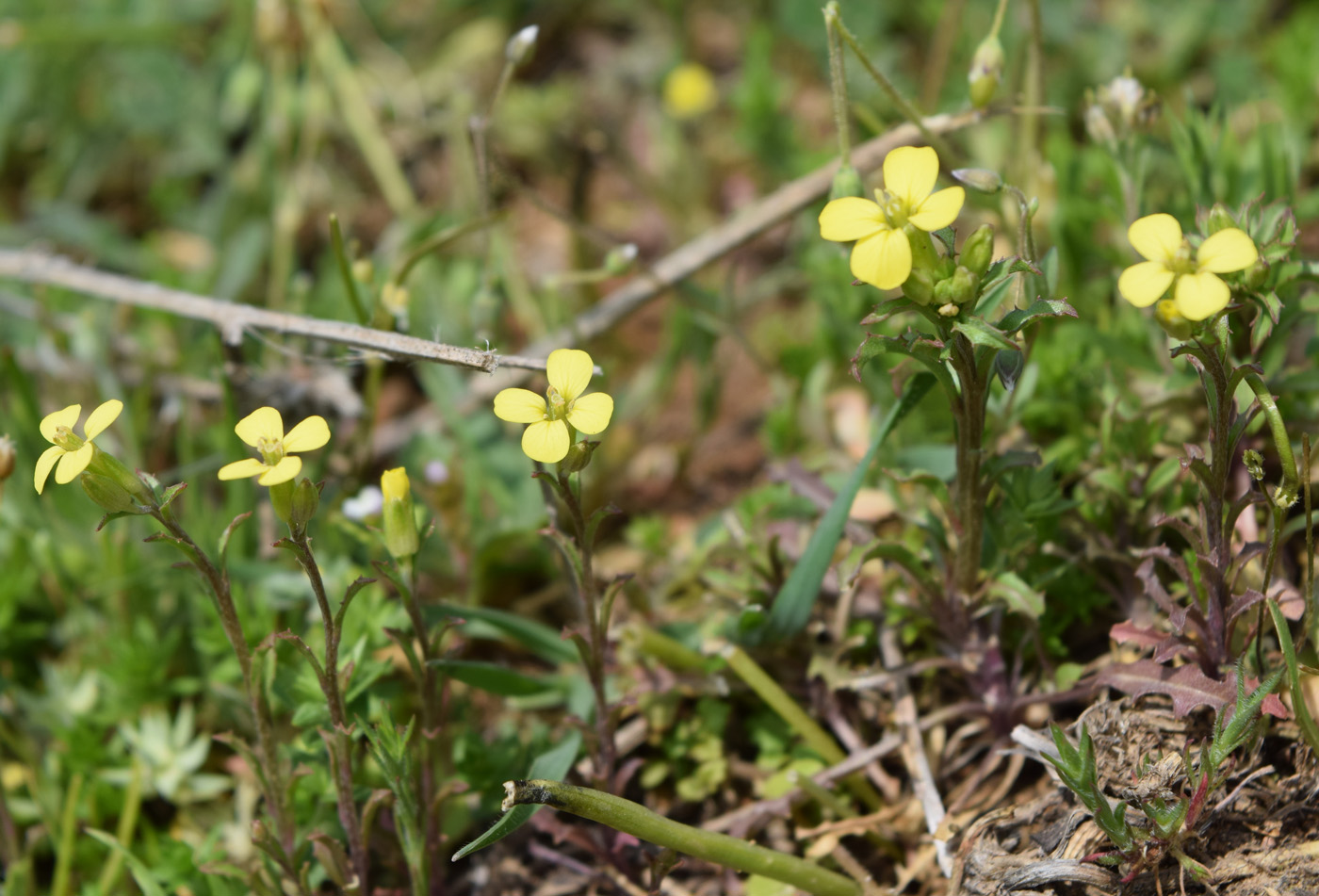 Изображение особи Erysimum repandum.