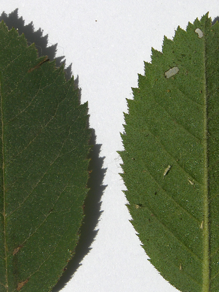 Image of Rosa uniflora specimen.