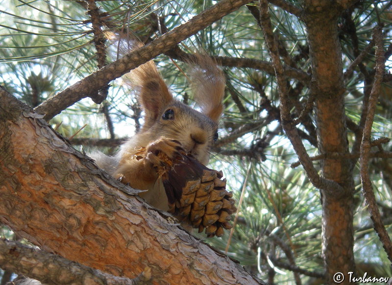 Изображение особи Pinus pallasiana.