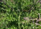 Cirsium vulgare