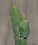 Euphorbia lomelii