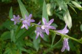 Campanula cephalotes. Верхушка растения с соцветиями. Приморский край, Уссурийский р-н. 17.08.2008.